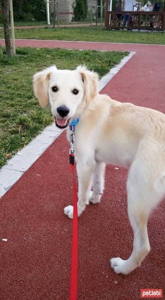 Golden Retriever, Köpek  Pişkin fotoğrafı