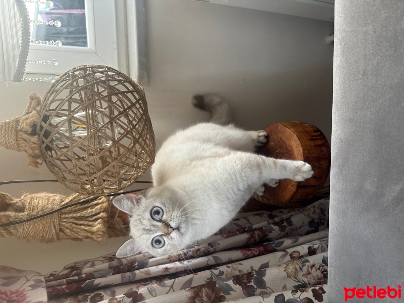 British Shorthair, Kedi  Elsa fotoğrafı