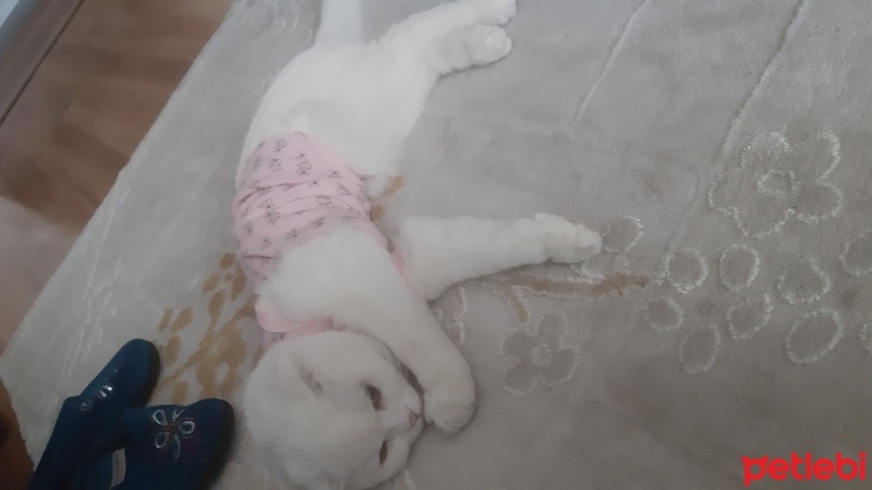 Scottish Fold, Kedi  Jelibon fotoğrafı