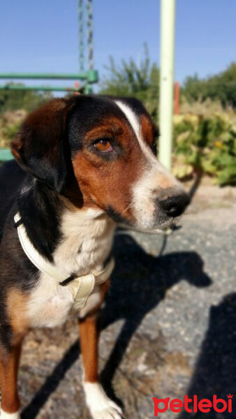 Beagle, Köpek  Karamel fotoğrafı