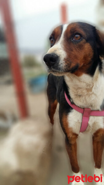 Beagle, Köpek  Karamel fotoğrafı