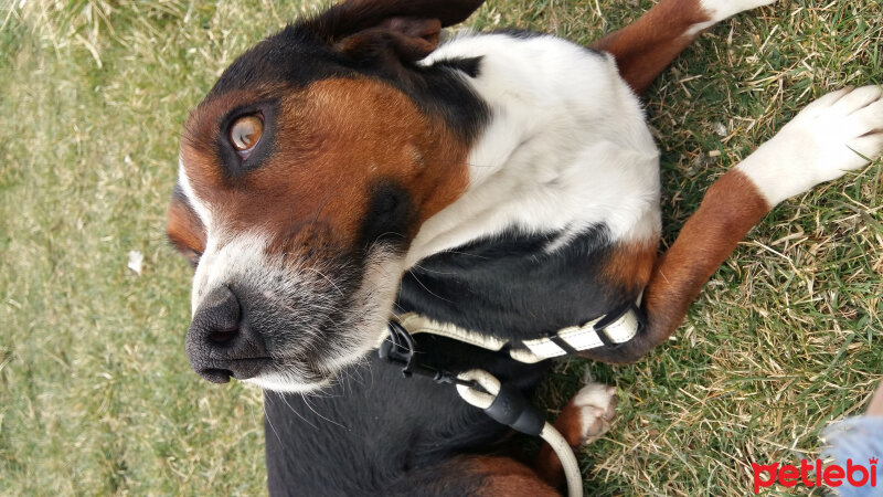 Beagle, Köpek  Karamel fotoğrafı