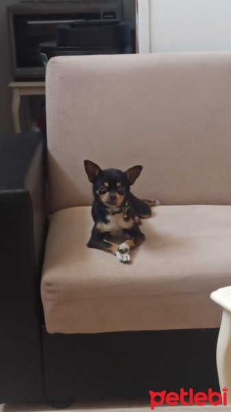 Chihuahua, Köpek  Fındık fotoğrafı