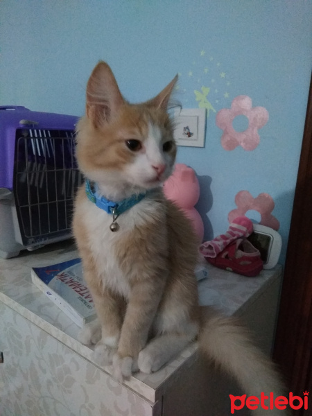 Tekir Kedi, Kedi  Tarçın fotoğrafı
