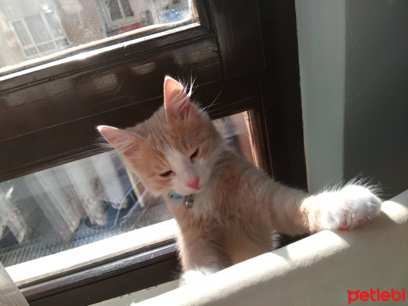 Tekir Kedi, Kedi  Tarçın fotoğrafı