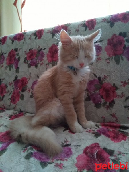 Tekir Kedi, Kedi  Tarçın fotoğrafı