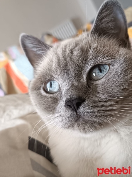 British Shorthair, Kedi  LOKUM fotoğrafı