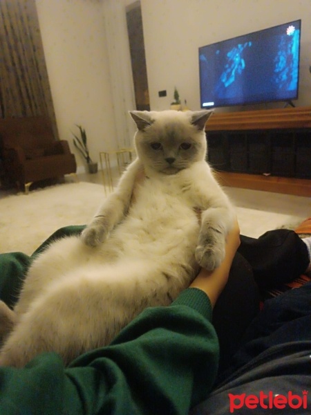 British Shorthair, Kedi  LOKUM fotoğrafı