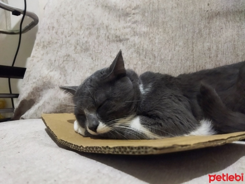 Tekir Kedi, Kedi  Duman fotoğrafı