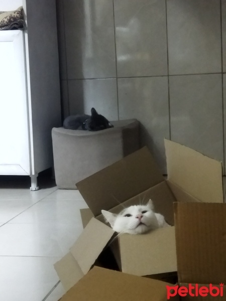 Tekir Kedi, Kedi  Pamuk fotoğrafı