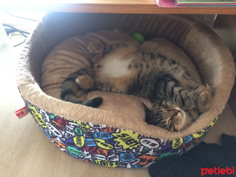 Tekir Kedi, Kedi  Pati fotoğrafı