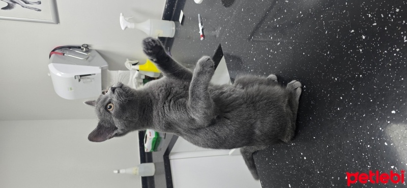 British Shorthair, Kedi  Ares fotoğrafı