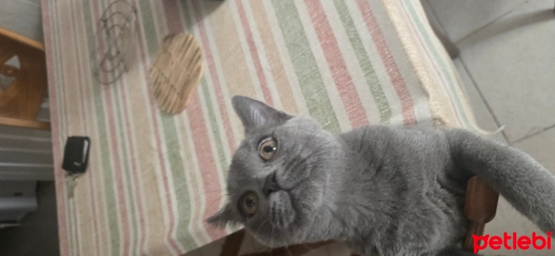 British Shorthair, Kedi  Ares fotoğrafı