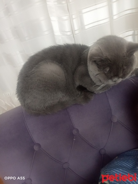 British Shorthair, Kedi  Duman fotoğrafı