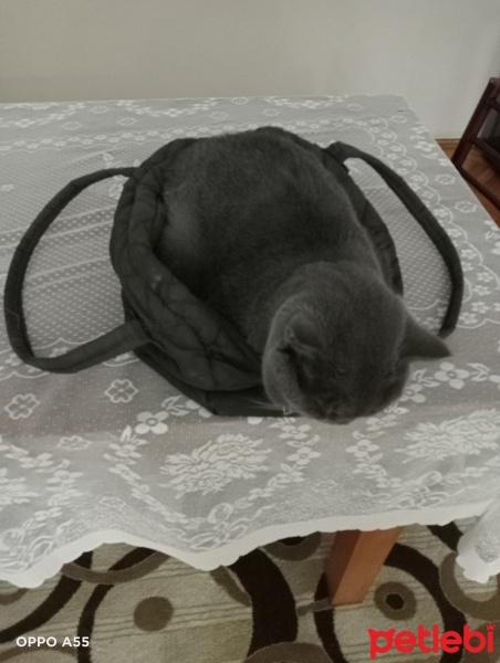 British Shorthair, Kedi  Duman fotoğrafı