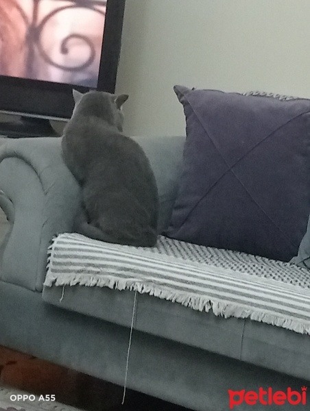British Shorthair, Kedi  Duman fotoğrafı