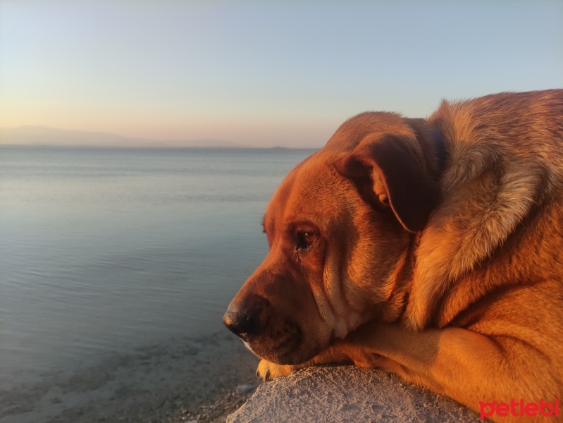 Golden Retriever, Köpek  Fındık fotoğrafı