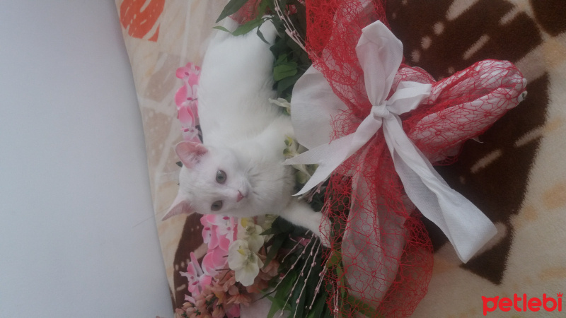 Van Kedisi, Kedi  Yumak fotoğrafı