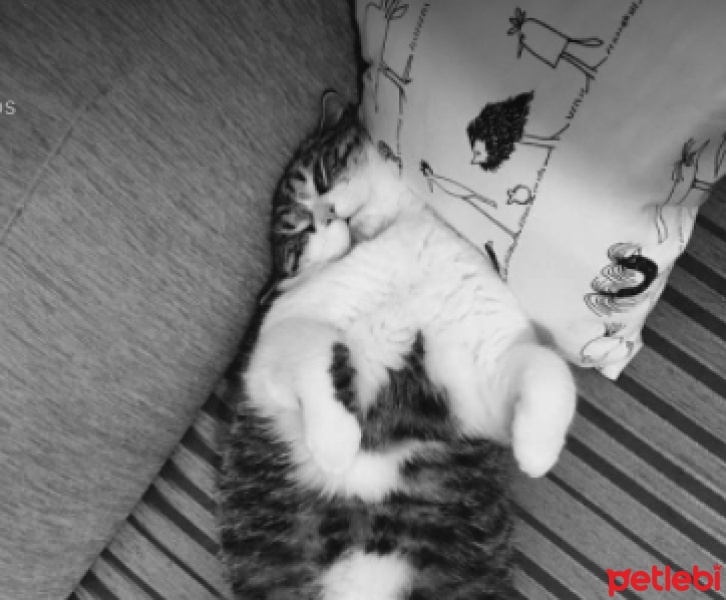 Tekir Kedi, Kedi  Lokum fotoğrafı