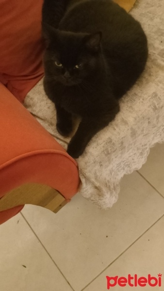 British Shorthair, Kedi  Redro fotoğrafı