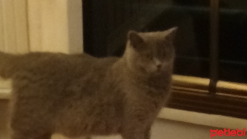 British Shorthair, Kedi  Redro fotoğrafı