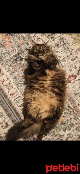 Norwegian Forest, Kedi  Lamia fotoğrafı
