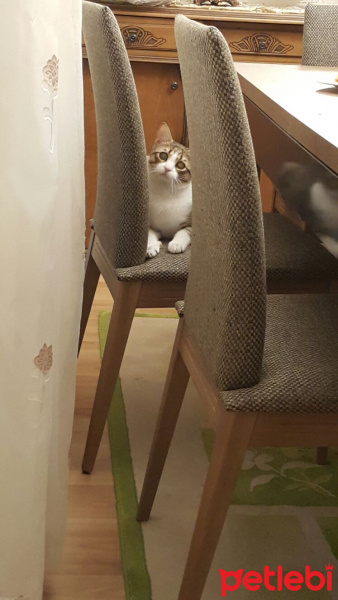 Tekir Kedi, Kedi  Gumball fotoğrafı