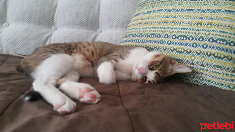 Tekir Kedi, Kedi  Gumball fotoğrafı