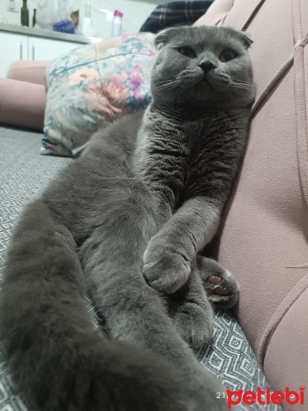 Scottish Fold, Kedi  Bobo fotoğrafı