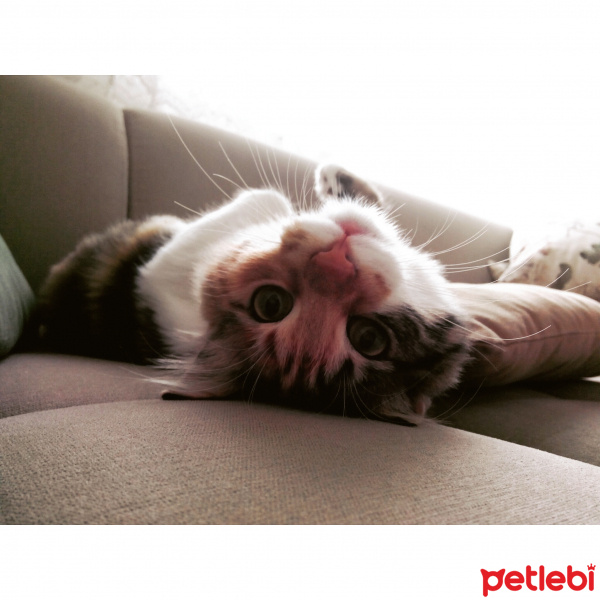 Tekir Kedi, Kedi  Çakıl fotoğrafı