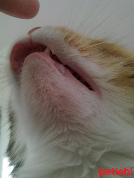 Tekir Kedi, Kedi  Çakıl fotoğrafı