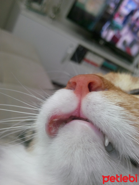Tekir Kedi, Kedi  Çakıl fotoğrafı
