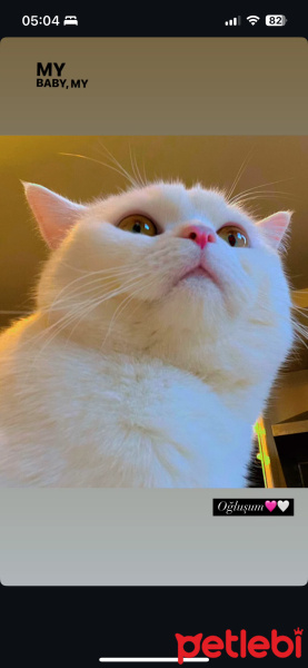 British Shorthair, Kedi  Saffethan fotoğrafı