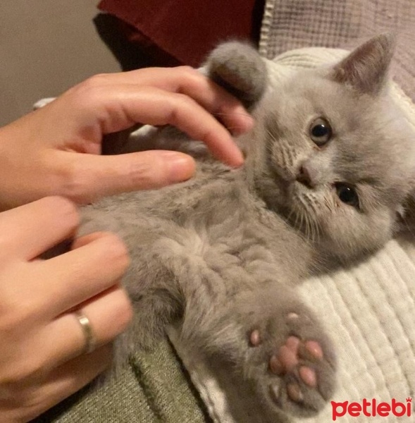 British Shorthair, Kedi  Mocha fotoğrafı