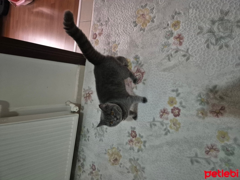 British Shorthair, Kedi  Mars fotoğrafı