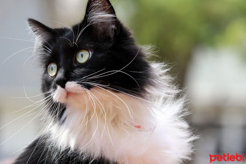 Tuxedo (Smokin) Kedi, Kedi  Leydi  fotoğrafı