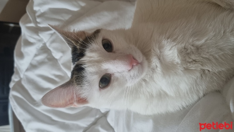 Tekir Kedi, Kedi  Tonton fotoğrafı