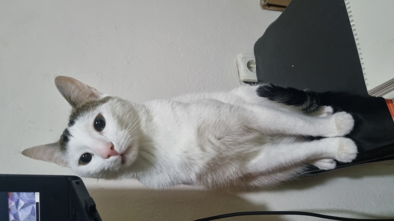 Tekir Kedi, Kedi  Tonton fotoğrafı