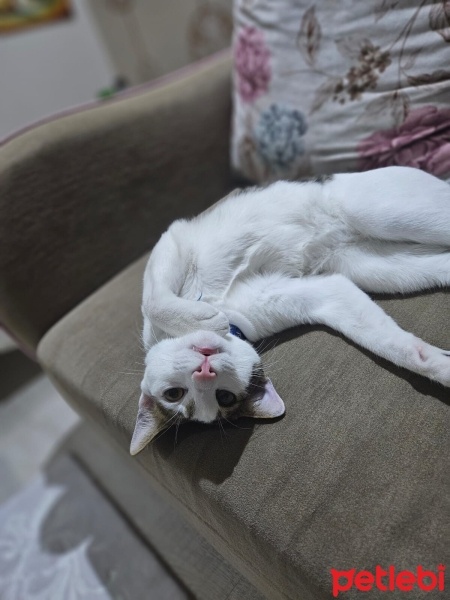 Tekir Kedi, Kedi  bonibon fotoğrafı