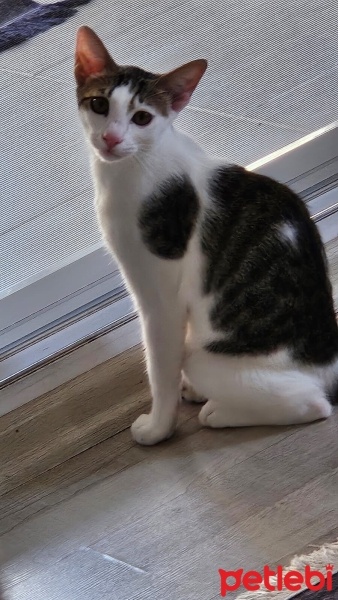 Tekir Kedi, Kedi  bonibon fotoğrafı