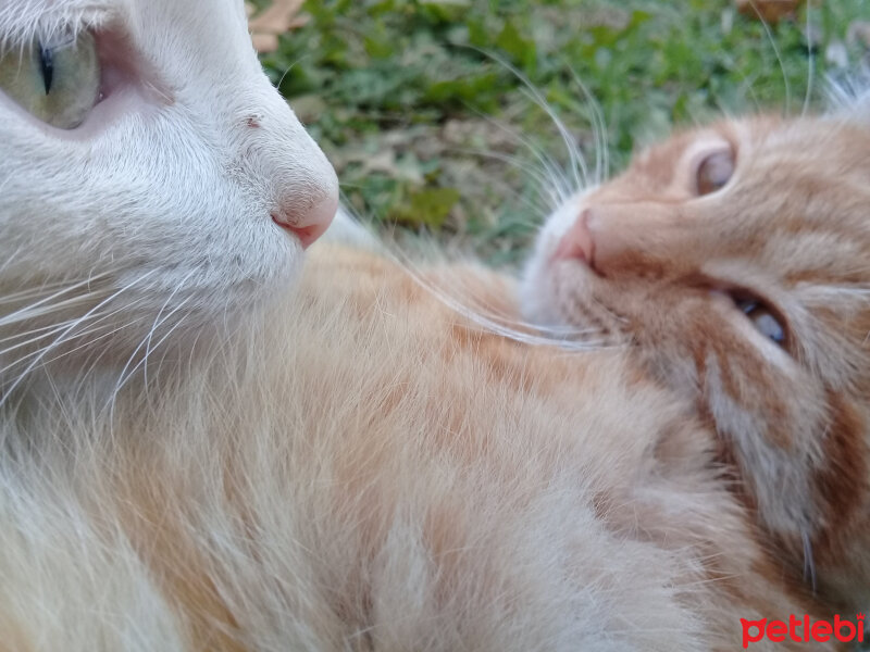 Ankara Kedisi, Kedi  Vanilya fotoğrafı