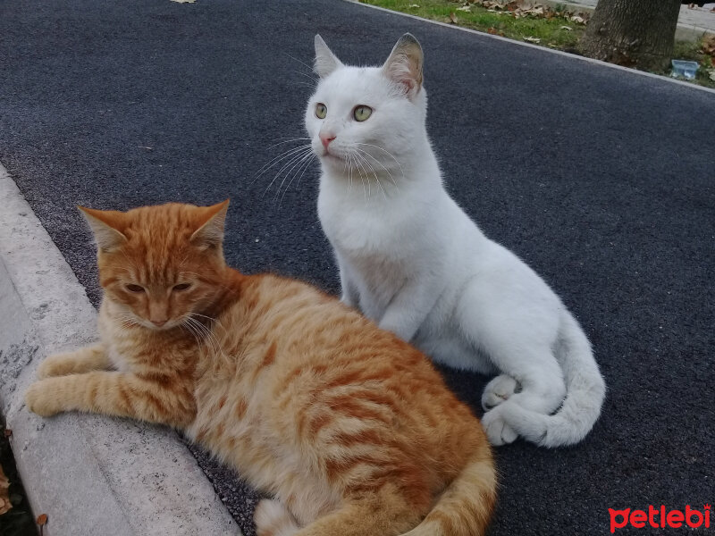 Ankara Kedisi, Kedi  Vanilya fotoğrafı