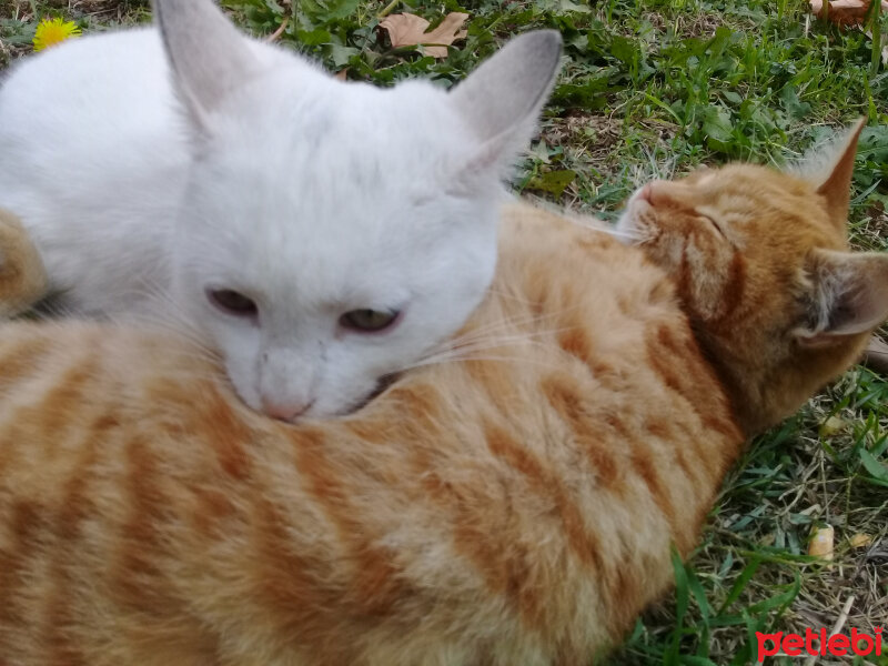 Ankara Kedisi, Kedi  Vanilya fotoğrafı