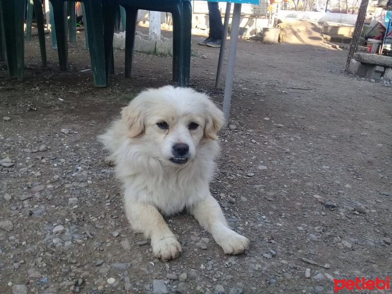 Ankara Kedisi, Kedi  Vanilya fotoğrafı