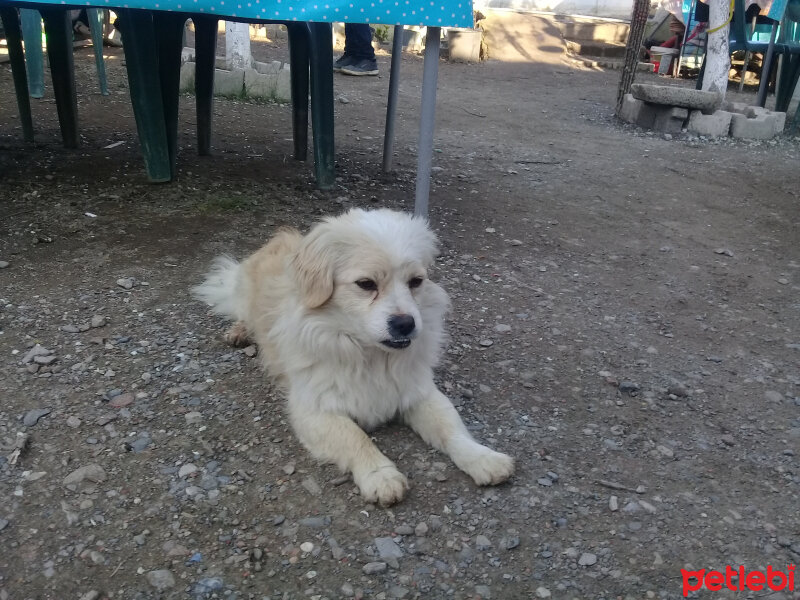 Ankara Kedisi, Kedi  Vanilya fotoğrafı