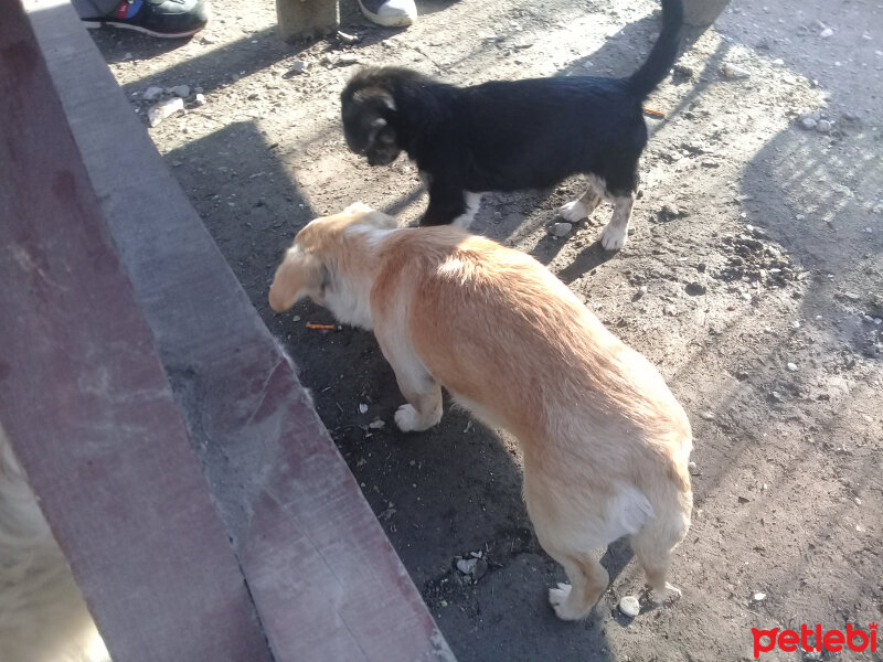 Ankara Kedisi, Kedi  Vanilya fotoğrafı