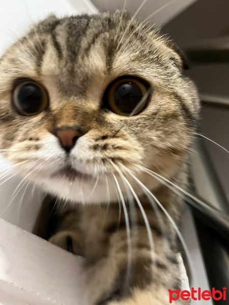 Scottish Fold, Kedi  Megi fotoğrafı