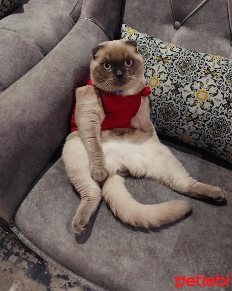 British Shorthair, Kedi  Alfa fotoğrafı