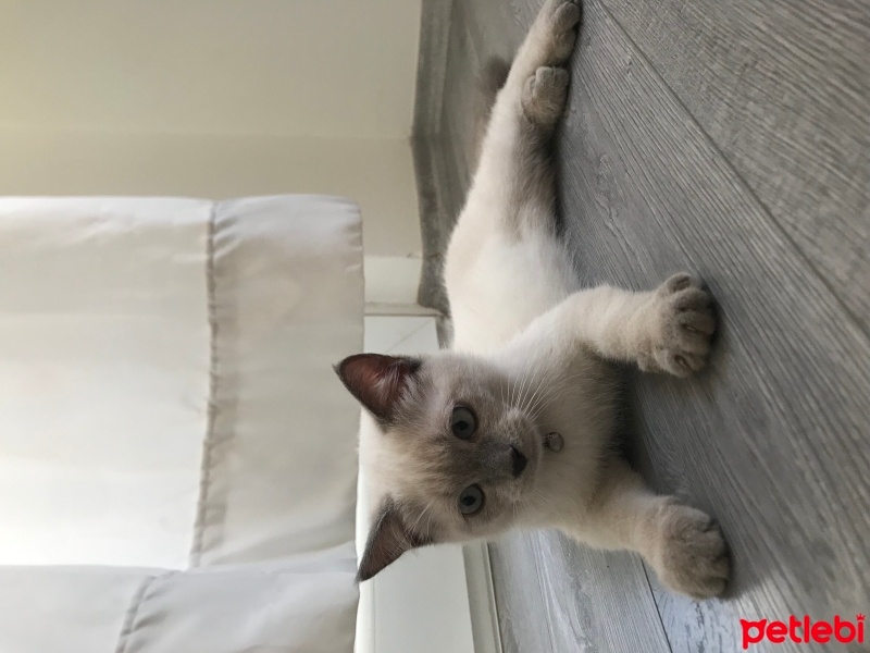 British Shorthair, Kedi  Misket fotoğrafı
