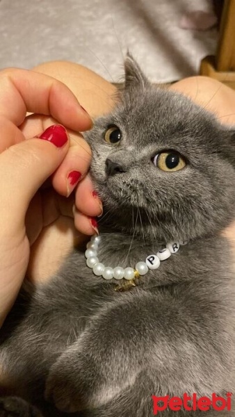 British Shorthair, Kedi  PERA fotoğrafı
